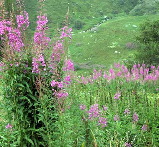  Image name: epilobio2.jpg 
 width: 539 pixel 
 height: 498 pixel 
 Size: 68893 bytes 
 Click to enlarge 